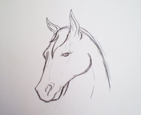 Как нарисовать лошадь пошагово