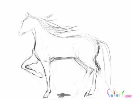 Анатомия лошади для рисования для начинающих