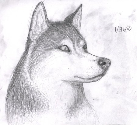 Щенок рисунок