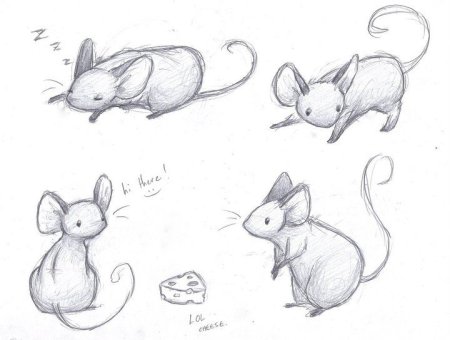 Лебедь рисунок карандашом