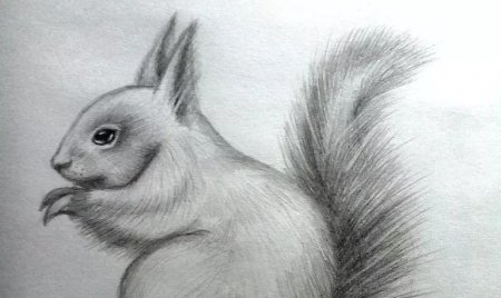 Карандашом животные белка