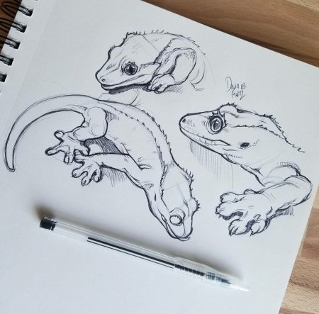 Рисунки для скетчбукивотные
