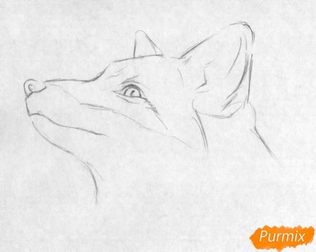 Рисунки простым карандашом животные