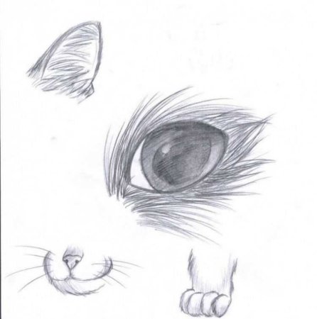 Кошка для срисовки легко
