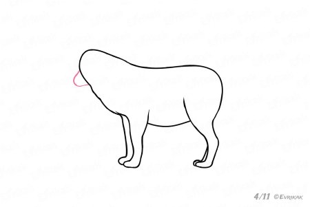 Поэтапное рисование волка для детей
