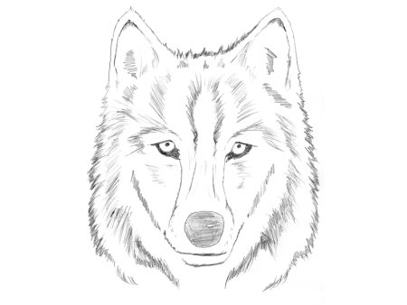 Морда волка для рисования