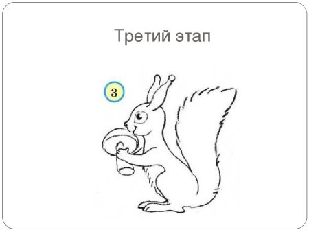 Поэтапное рисование белочки