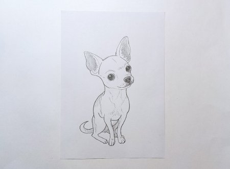 Рисунки карандашом собаки чихуахуа