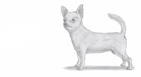 Чихуахуа спереди