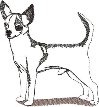Чихуахуа сбоку рисунок