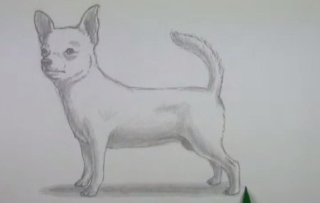 Поэтапное рисование чихуахуа