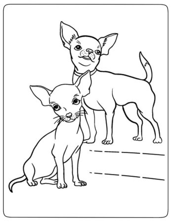 Раскраска щенок чихуахуа