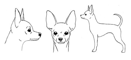 Тойтерьеры стандарт породы