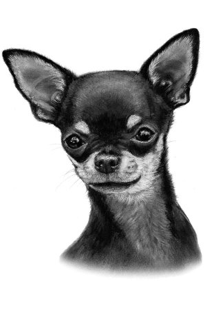 Наброски чихуахуа