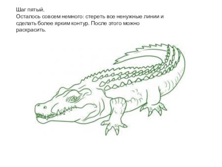 Крокодил раскраска цветная