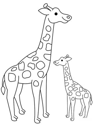 Жираф рисунок для срисовки