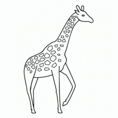 Рисование Жираф средняя группа