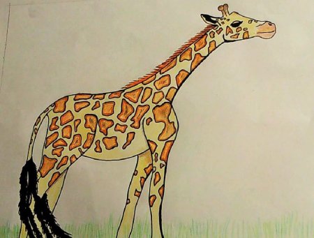 Рисунок жирафа для срисовки