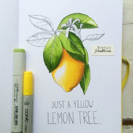 Дудлы кактусы и Суккуленты