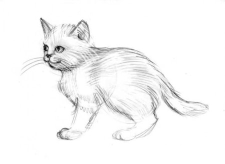 Поэтапное рисование кошки