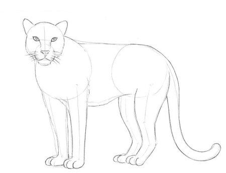 Рисунок леопарда для начинающих