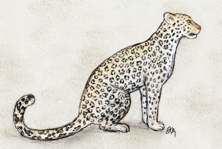 Дальневосточный леопард для срисовки