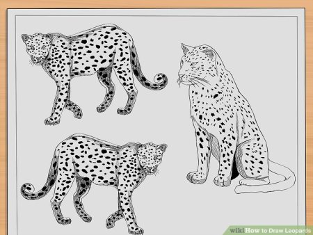 Леопард карандашом для начинающих