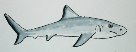 Акула для рисования