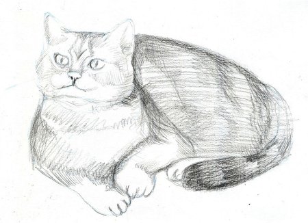 Кот Мейн кун
