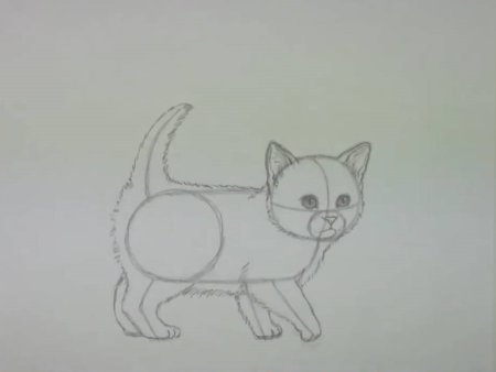 Кот карандашом