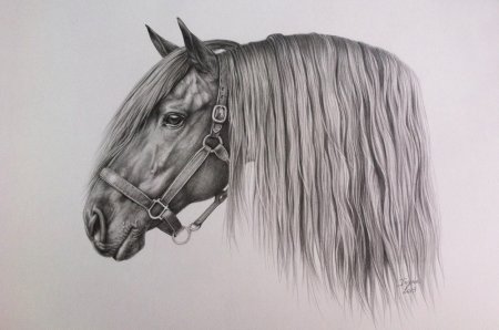 Рисование лошади карандашом