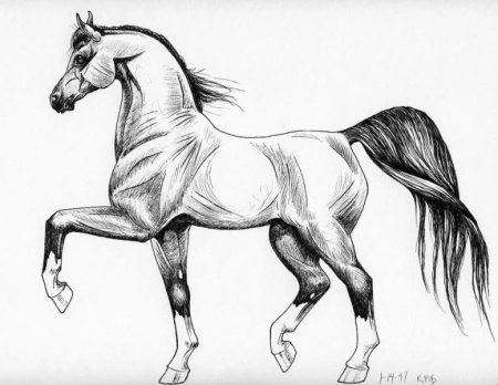 Рисунок лошади карандашом для срисовки