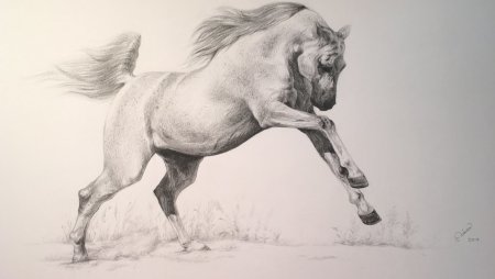 Лошадь рисунок карандашом