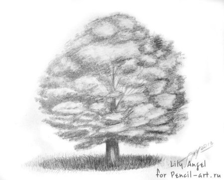 Рисунок дерева простым карандашом