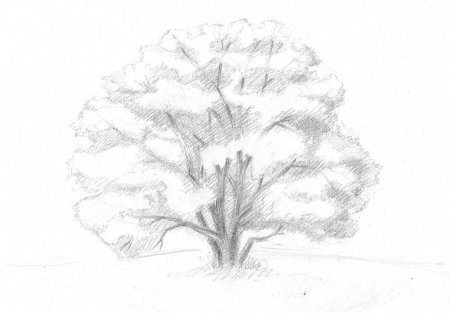 Деревья карандашом для начинающих