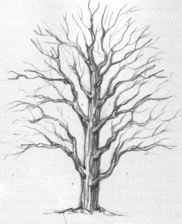 Зарисовки деревьев без листвы