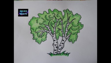 Берёза для срисовки