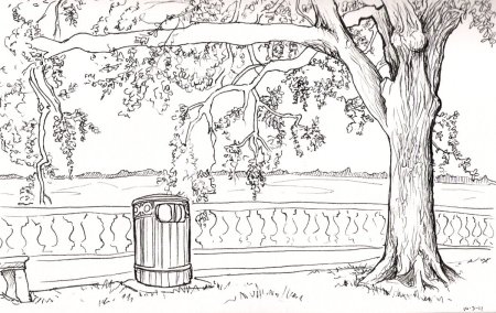 Раскраска парк с деревьями