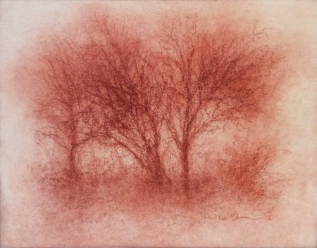 Белка сангиной