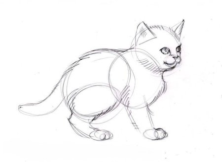 Кошка рисунок карандашом легкий