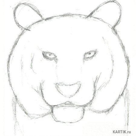 Тигр рисунок карандашом легкий