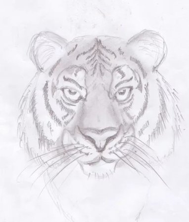 Рисунок тигра карандашом