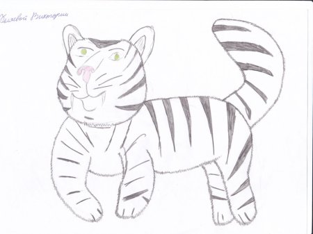 Тигр рисунок карандашом для детей легкий