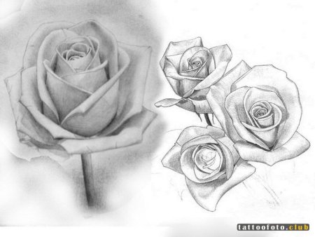 Роза карандашом для начинающих