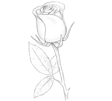 Поэтапное рисование цветов