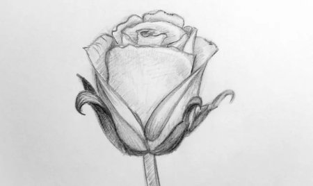 Поэтапное рисование розы