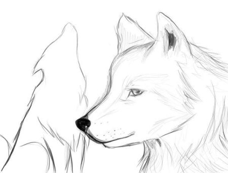 Срисовка Волков для начинающих