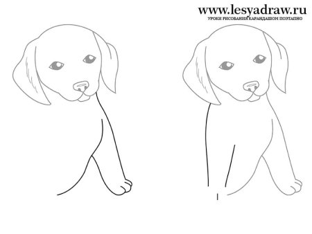 Собака рисунок карандашом поэтапно