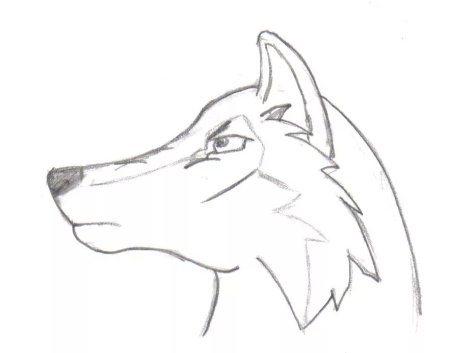 Волк карандашом для срисовки