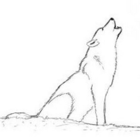 Волк карандашом для срисовки легко